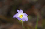 Southern butterwort